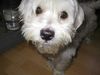 Malteser Foto: Beanie (ID 6289) Malteser Hund