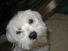 Malteser Foto: Beanie (ID 6290) Malteser Hund