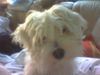 Malteser Foto: Mein Baby (ID 12342) Malteser Hund