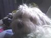 Malteser Hund