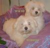 Malteser Foto: Winston & Wie Du (ID 34432) Malteser Hund