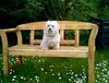 Malteser Foto: Blacky im Garten (ID 12350) Malteser Hund