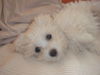 Malteser Foto: Furby 13 Wochen (ID 35208) Malteser Hund