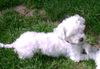 Malteser Foto: Unsere kleine Gina (ID 12134) Malteser Hund