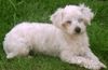 Malteser Foto: Gina die Schüchterne (ID 12252) Malteser Hund