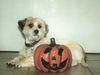 Malteser Foto: HelloWeen (ID 31945) Malteser Hund