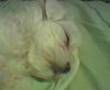 Malteser Foto: Meine kleine Hexe (ID 5455) Malteser Hund