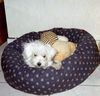 Malteser Foto: Idefix ist müde (ID 11205) Malteser Hund