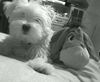 Malteser Foto: Mein Freund IhAh und ich :) (ID 6658) Malteser Hund