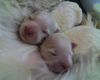 Malteser Foto: Zwei Malteser Babys, 1 Stunde alt (ID 33882) Malteser Hund