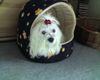 Malteser Foto: unsere super mama (ID 35060) Malteser Hund
