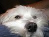 Malteser Foto: Beanie (ID 6283) Malteser Hund
