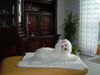 Malteser Foto: unsere Prinzessin (ID 31220) Malteser Hund