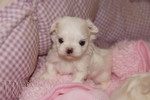 Malteser Foto: Malteser Baby Tera (ID 47441) Malteser Hund