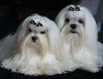 Malteser Foto: Liebe Malteser - Glück & Lebensfreude (ID 47447) Malteser Hund