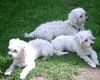Malteser Foto: Unsere 3 Malteser Willy,Lady und Gina (ID 12250) Malteser Hund