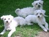 Malteser Foto: Unsere 3 Malteser Willy,Lady und Gina (ID 12251) Malteser Hund
