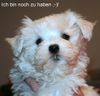 Malteser Foto: Herziger Malteser Rüde! (ID 35605) Malteser Hund
