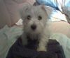 Malteser Foto: ihhhhhhhhh... also Regen ist schon was schlimmes... (ID 6058) Malteser Hund