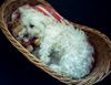 Malteser Foto: 2 müde Hasen (ID 3821) Malteser Hund