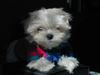 Malteser Foto: Unsere kleine Sophie! (ID 12348) Malteser Hund