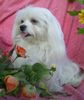 Malteser Foto: Unsere Teddymaus (ID 34978) Malteser Hund