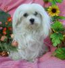 Malteser Foto: Unsere Teddymaus (ID 34979) Malteser Hund