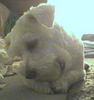 Malteser Hund
