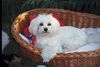 Malteser Hund