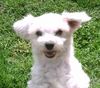 Malteser Foto: Unser Willy (ID 12135) Malteser Hund