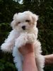 Malteser Foto: Kleines Malteser-Mädchen (ID 12273) Malteser Hund