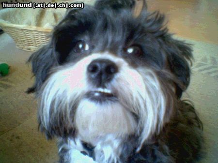 Malteser Hunde Foto 18666 Malteser