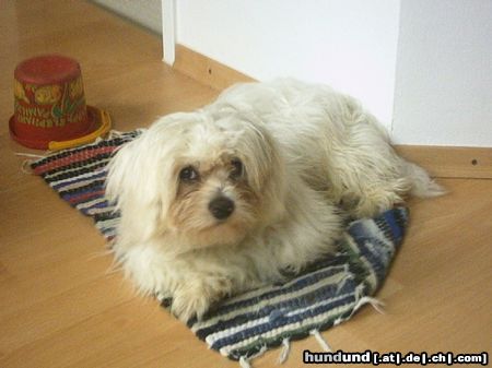 Malteser Hunde Foto 12387 Malteser Tobi liegt aufn Teppich