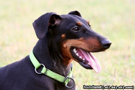 Manchester-Terrier Hunde Foto 26269 Manchester-Terrier India 3
