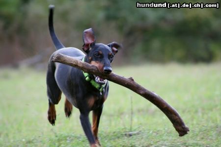 Manchester-Terrier Hunde Foto 26272 Manchester-Terrier India 6