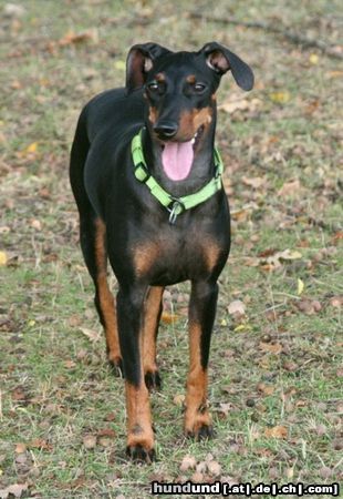Manchester-Terrier Hunde Foto 26274 Manchester-Terrier India 7
