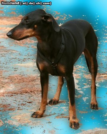 Manchester-Terrier Hunde Foto 26279 in höherer Auflösung ansehen Manchester-Terrier India