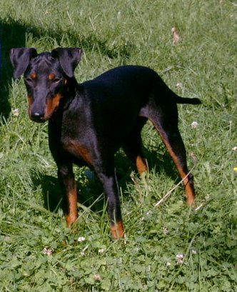 Manchester-Terrier Hunde Foto 1030 Manchester-Terrier Bundesjugendsieger Österreich Dixie Duchess