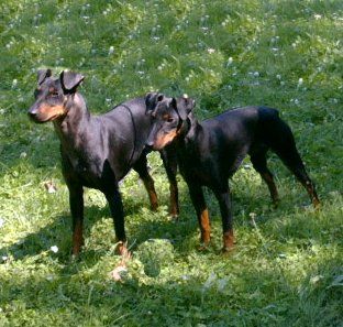 Manchester-Terrier Hunde Foto 1032 Manchester-Terrier Ajala und Dixie zwei unzertrennliche Freunde