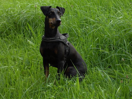 Manchester-Terrier Hunde Foto 43879 Manchester-Terrier Aileen