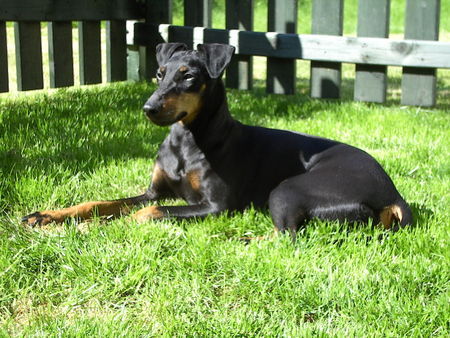 Manchester-Terrier Hunde Foto 43880 Manchester-Terrier Aileen