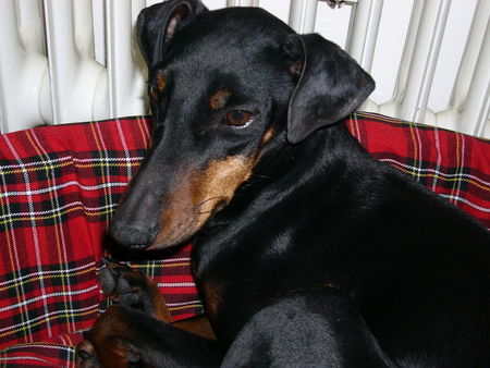 Manchester-Terrier Hunde Foto 43881 Manchester-Terrier Aileen