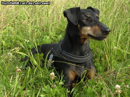 Manchester-Terrier Hunde Foto 44616 in höherer Auflösung ansehen Manchester-Terrier Aileen