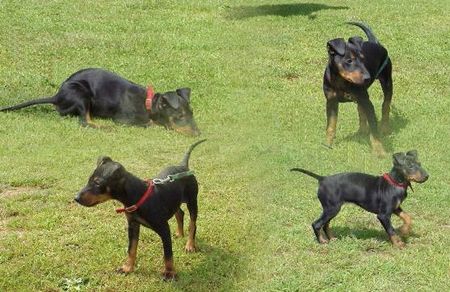 Manchester-Terrier Hunde Foto 2632 Manchester-Terrier Ajala 11 Wochen