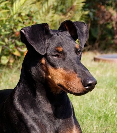 Manchester-Terrier Hunde Foto 43714 Manchester-Terrier Rapid Runner's Zorro
