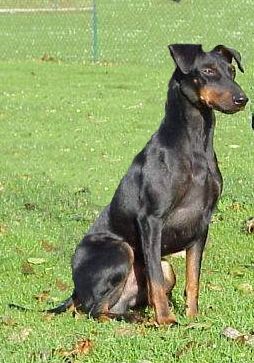 Manchester-Terrier Hunde Foto 1510 Manchester-Terrier Deckrüde