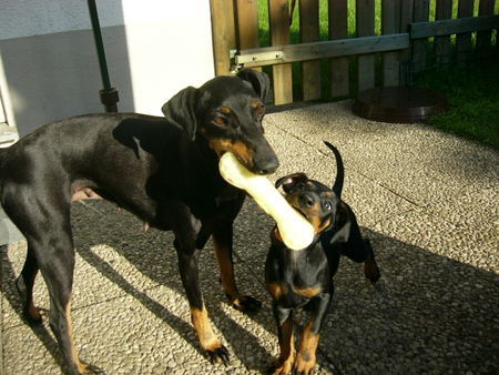 Manchester-Terrier Aileen mit Welpe