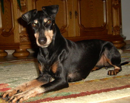 Manchester-Terrier Hunde Foto 43875 Manchester-Terrier Dana