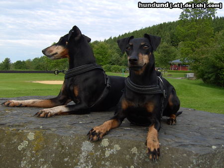 Manchester-Terrier Dana und Aileen