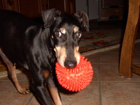 Manchester-Terrier Hunde Foto 43876 in höherer Auflösung ansehen Manchester-Terrier Dana
